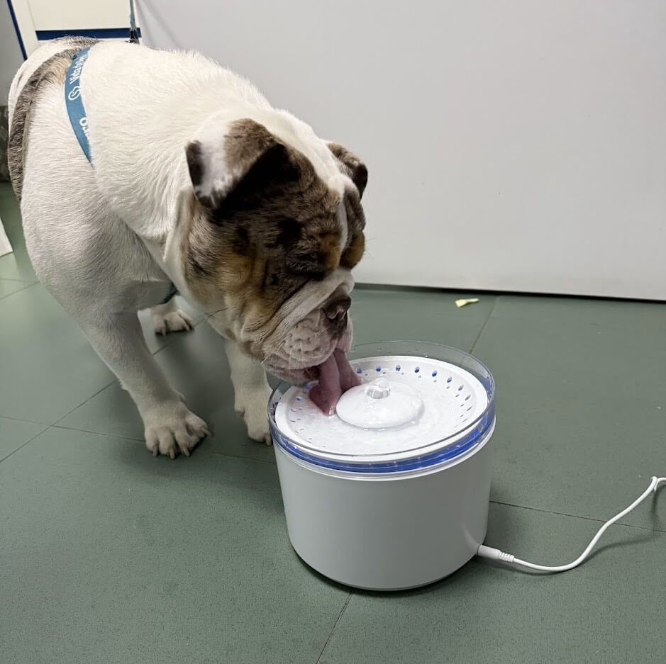 Somos Pet Friendly